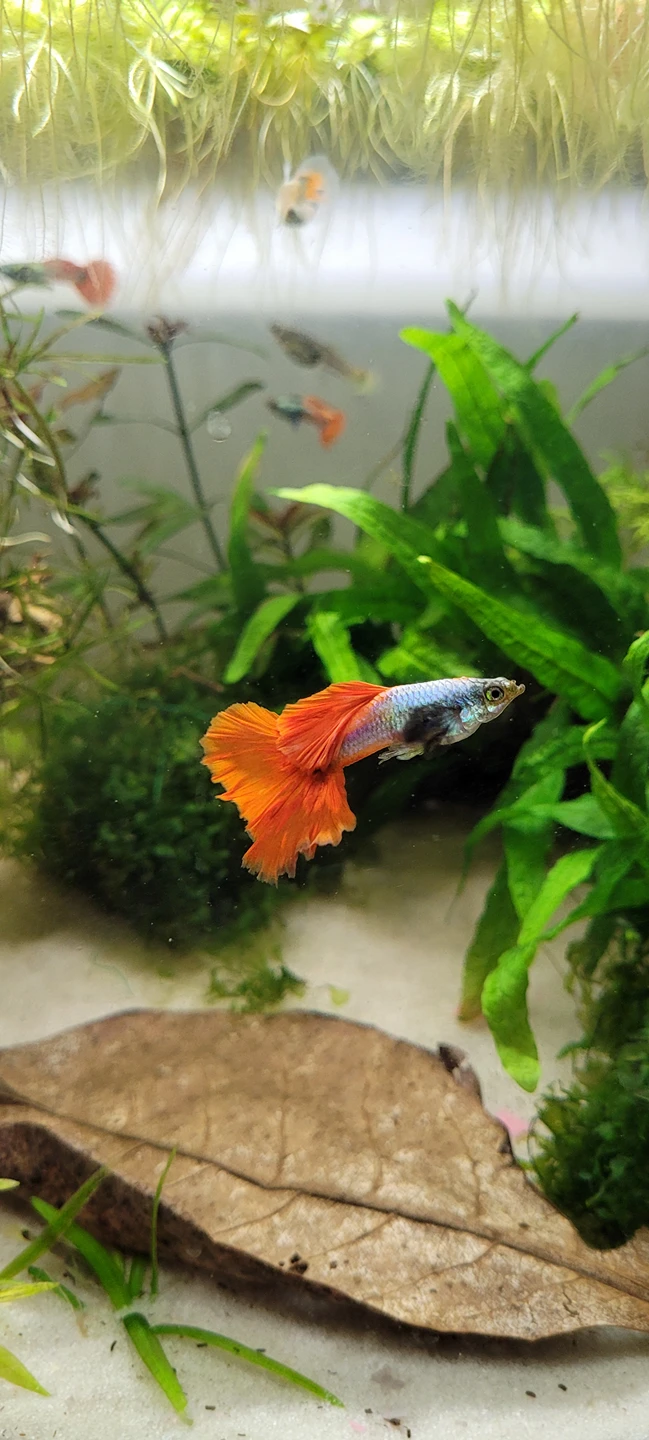 Wayne profile