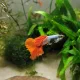 Wayne profile