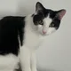 Elva profile