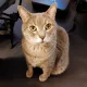 Furpants profile