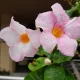 Al wazzani profile