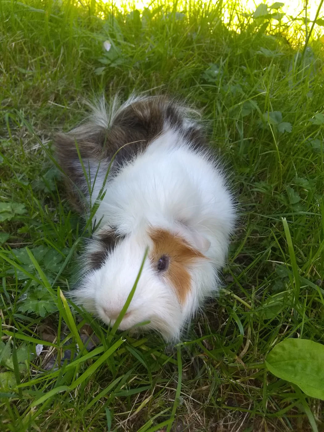 Snickers profile