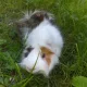 Snickers profile