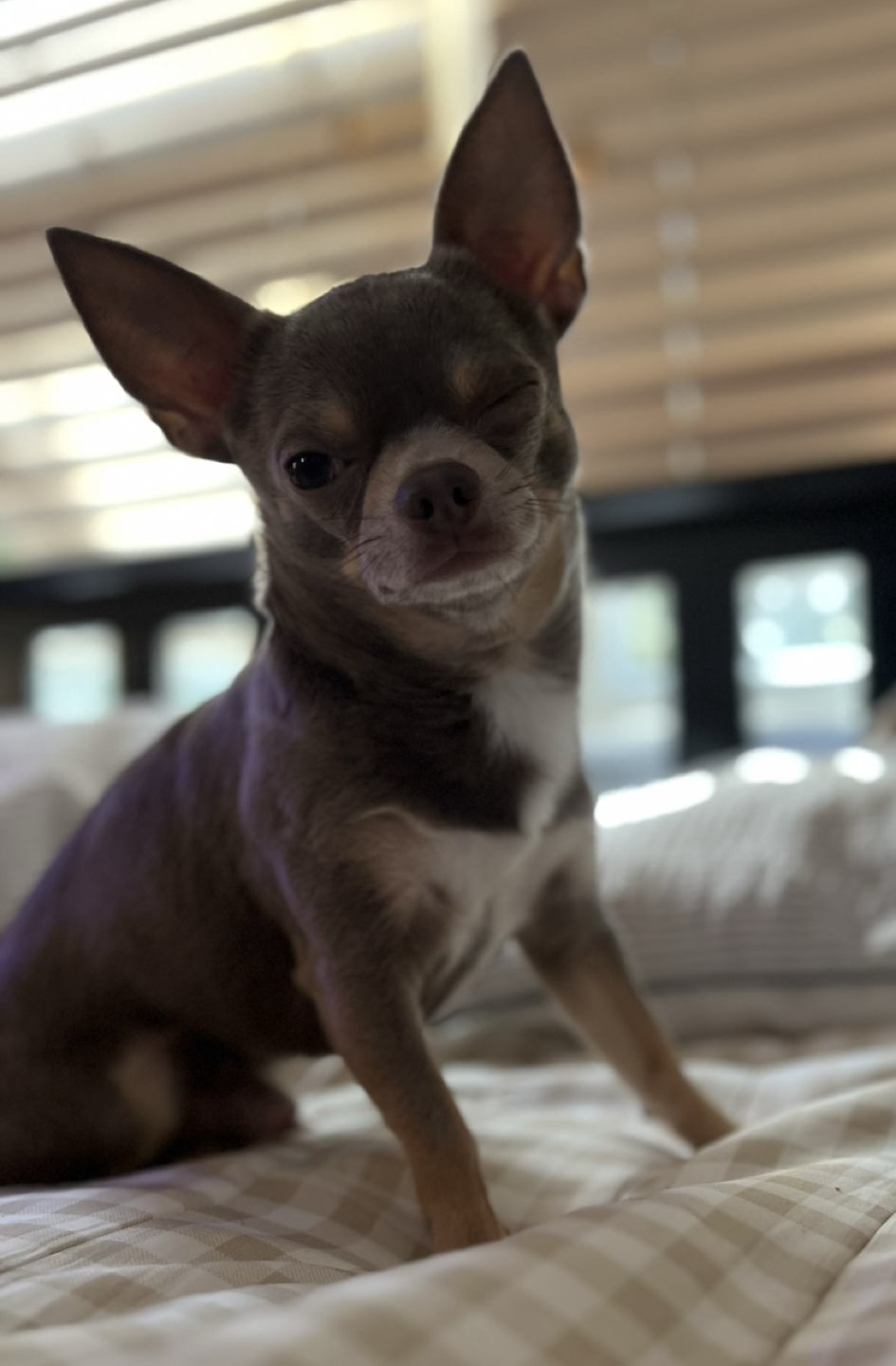 Chicochi profile