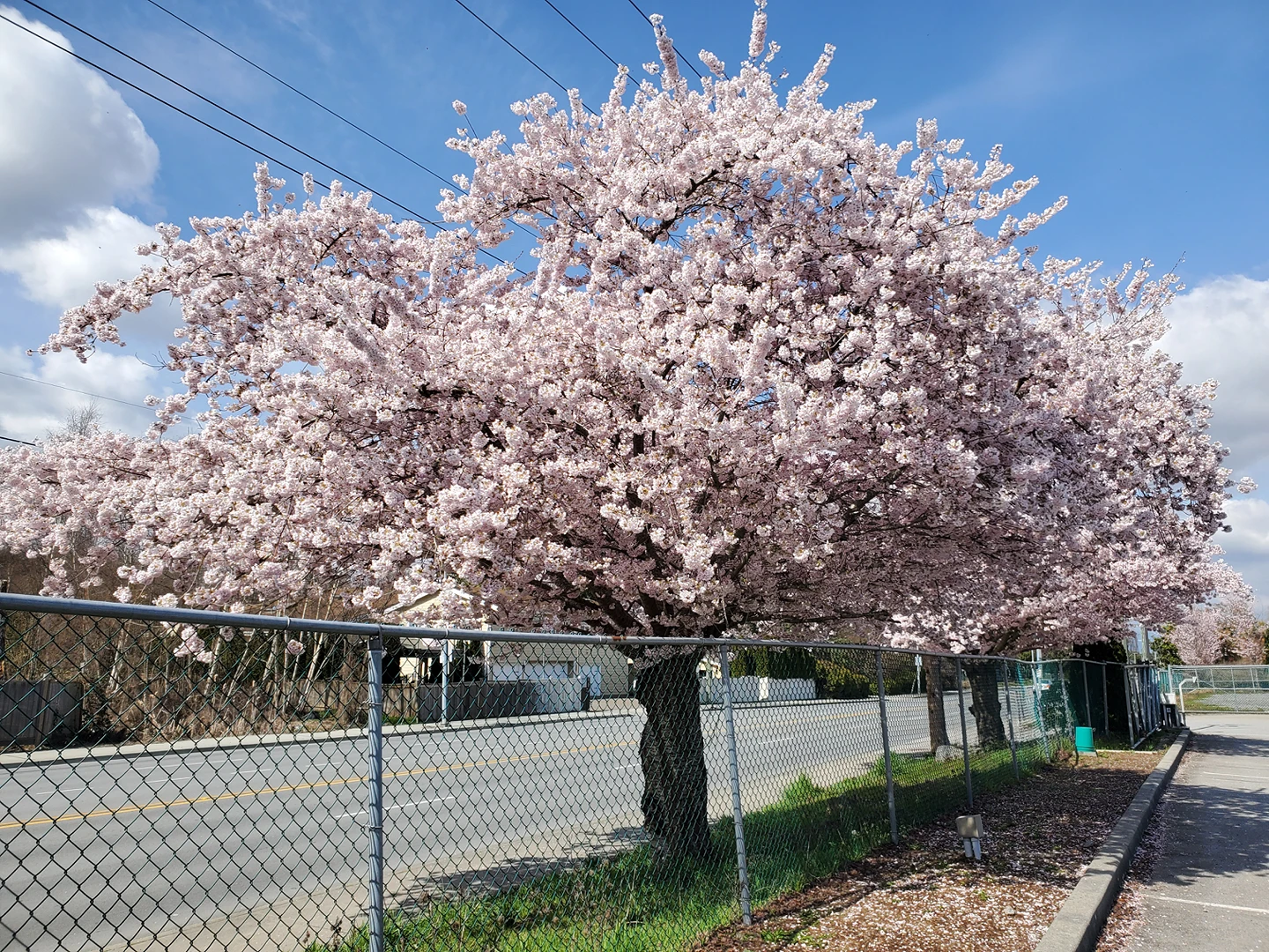 Cecilia Pang profile