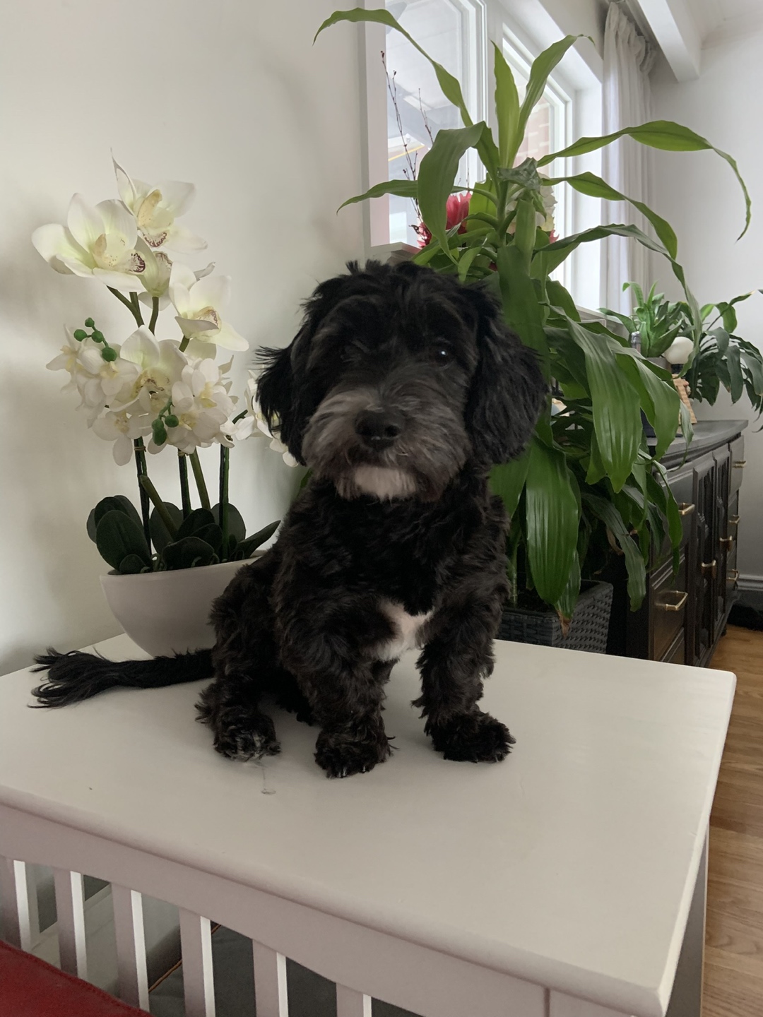 Agnes profile