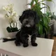 Agnes profile