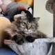 Kat profile