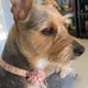Linda profile