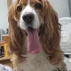 Mel profile