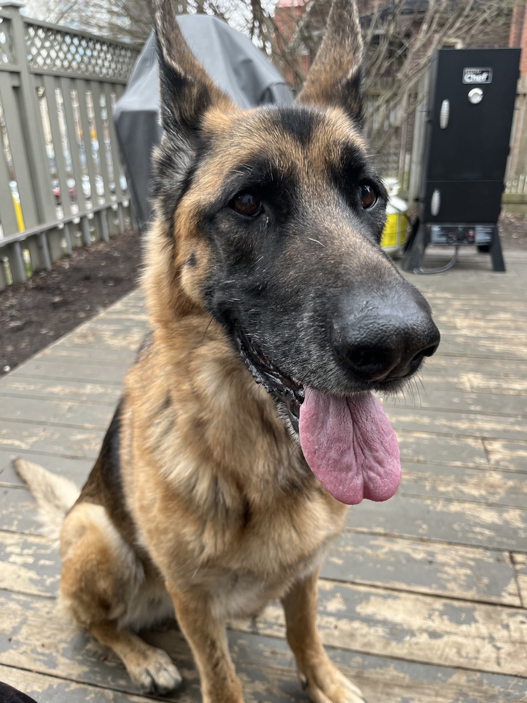 Logan Arcari profile