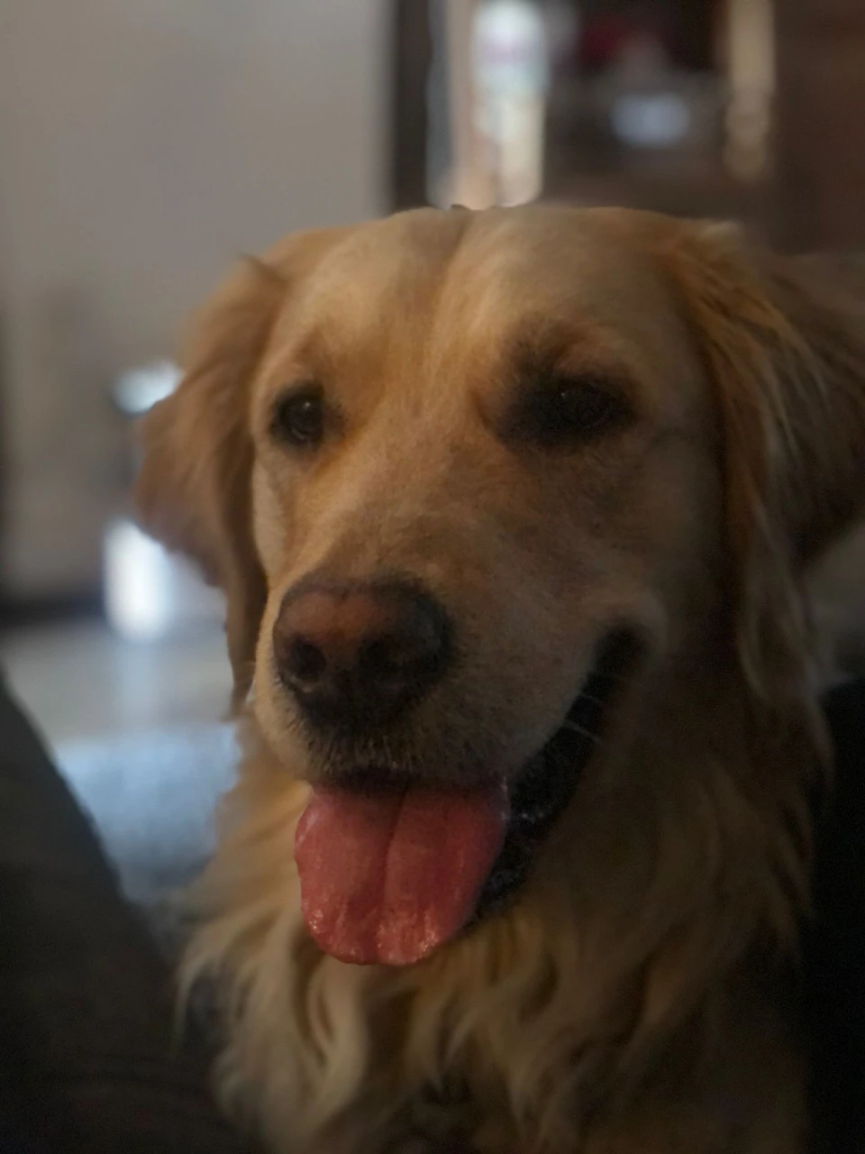 DDGolden profile