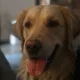 DDGolden profile