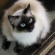 Rescueme profile