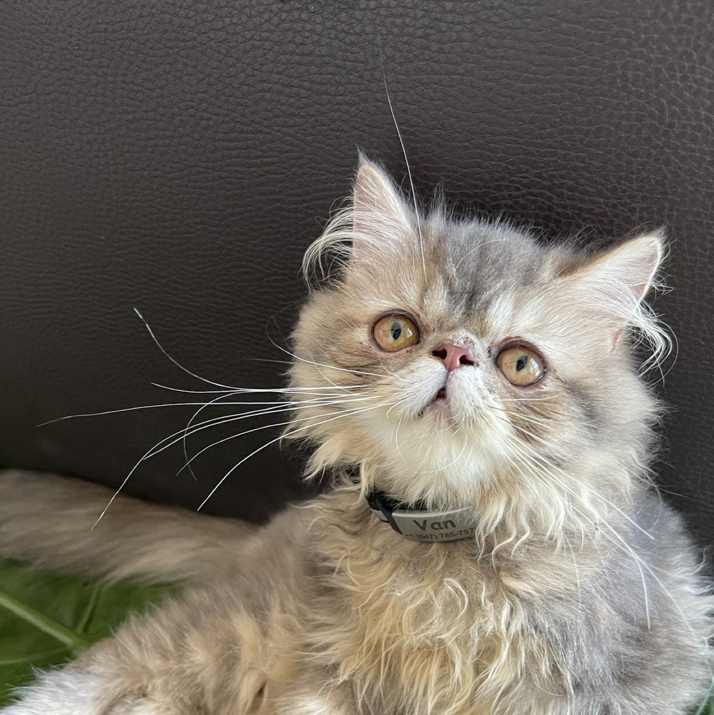 Mo