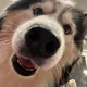 Vick profile