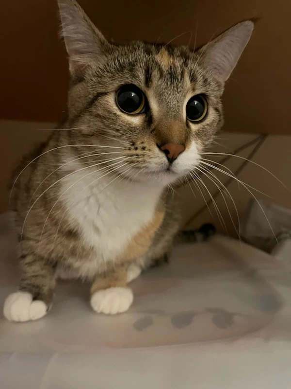 Mochi profile