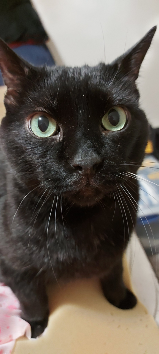 Sheila profile