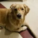 Ayda profile