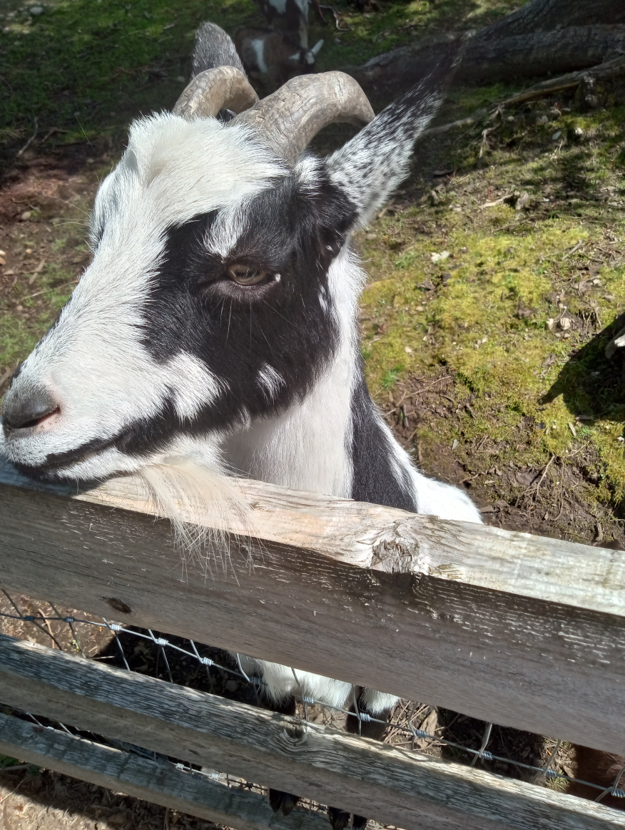 Goat Ee profile
