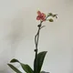 kafkarl profile