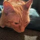 Kelly profile
