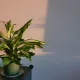 BB profile