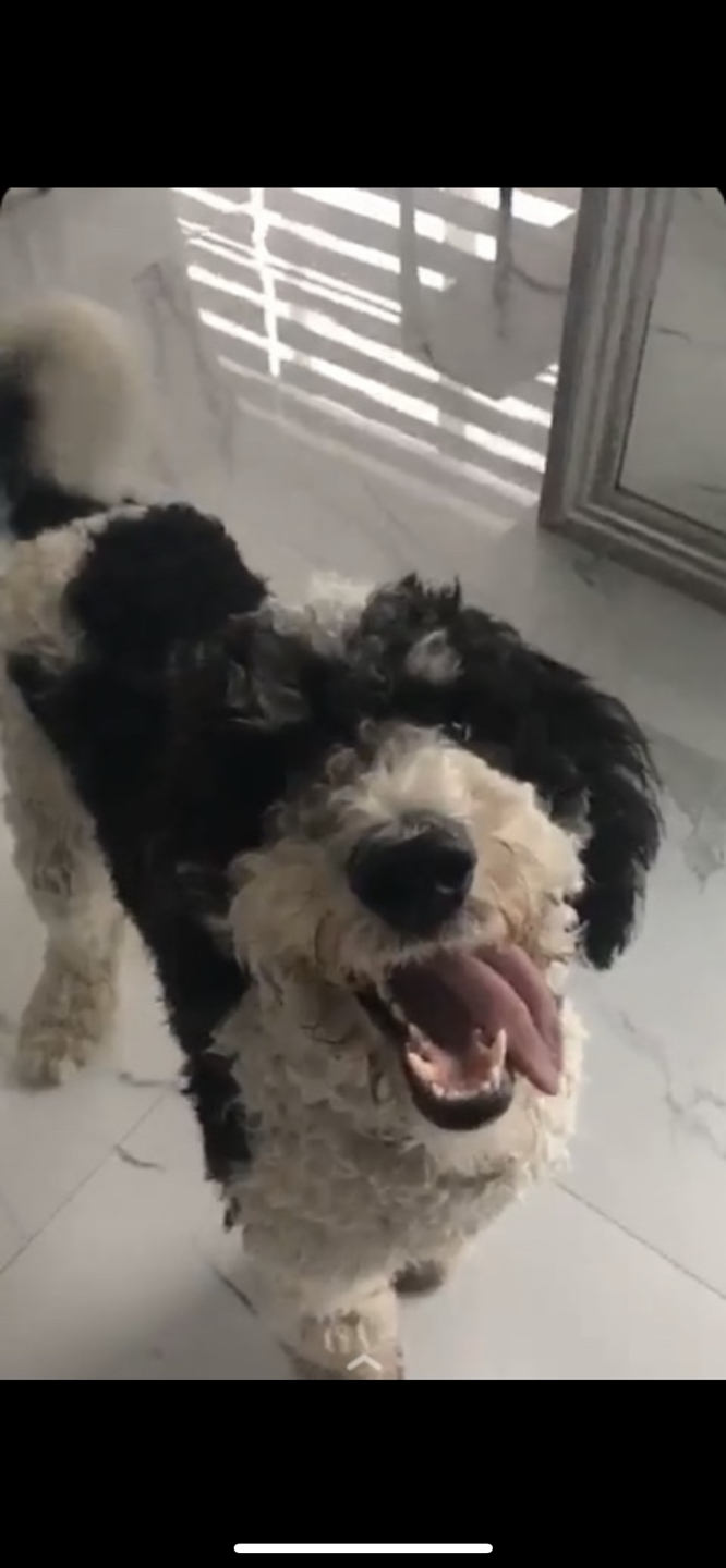 Siya