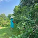 SY profile