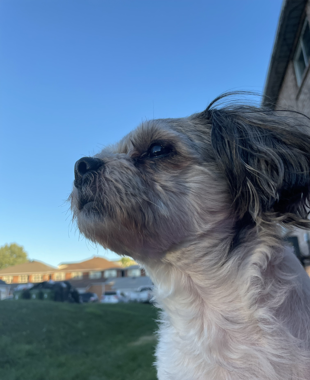 Jenny profile