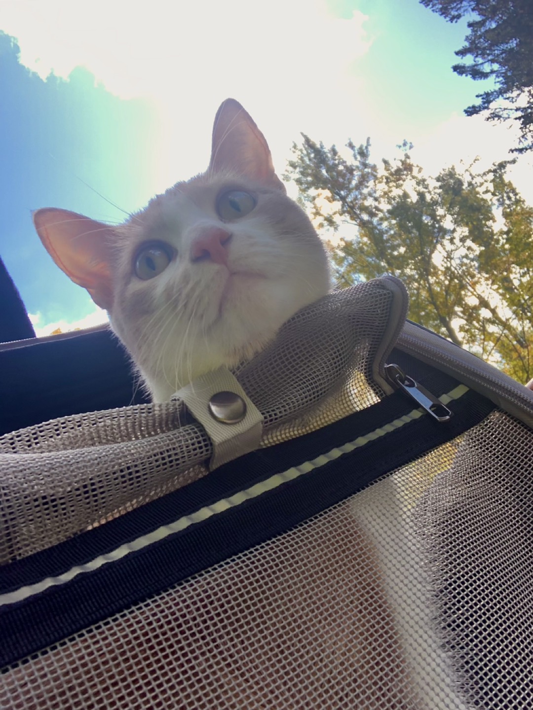 Kal profile