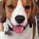Zimba profile