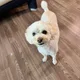 Honey profile