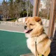 Dollmiroo profile