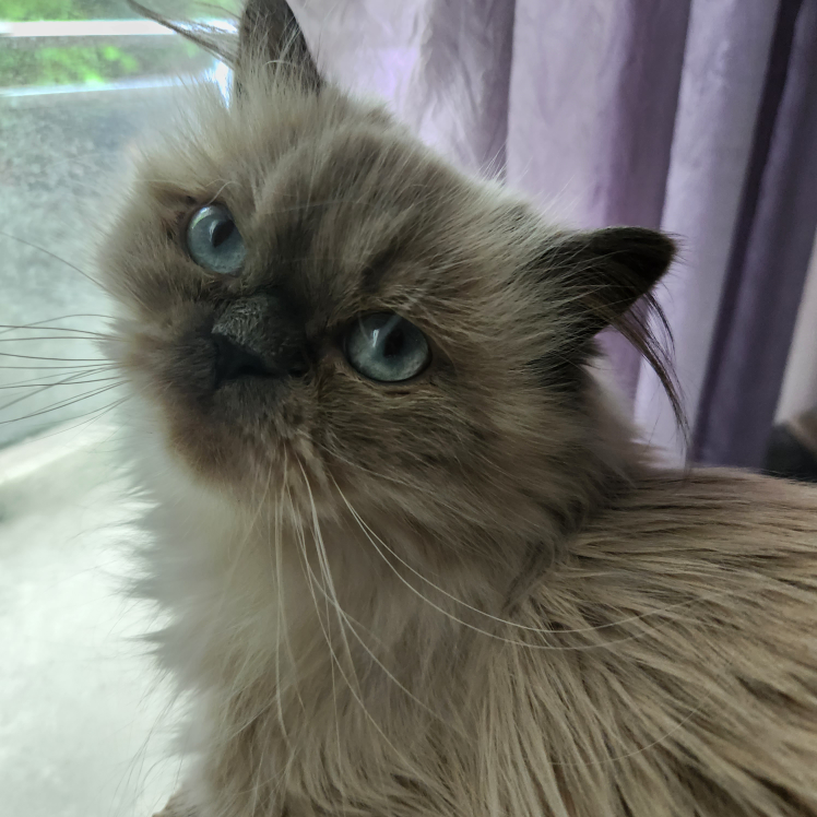 Shop SnowKat profile