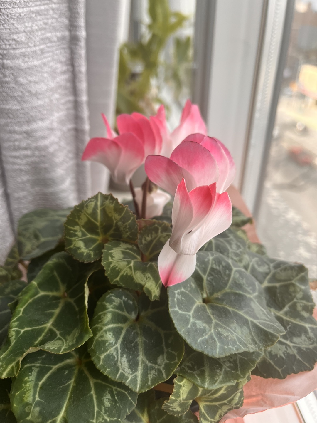 Tulip profile
