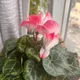 Tulip profile