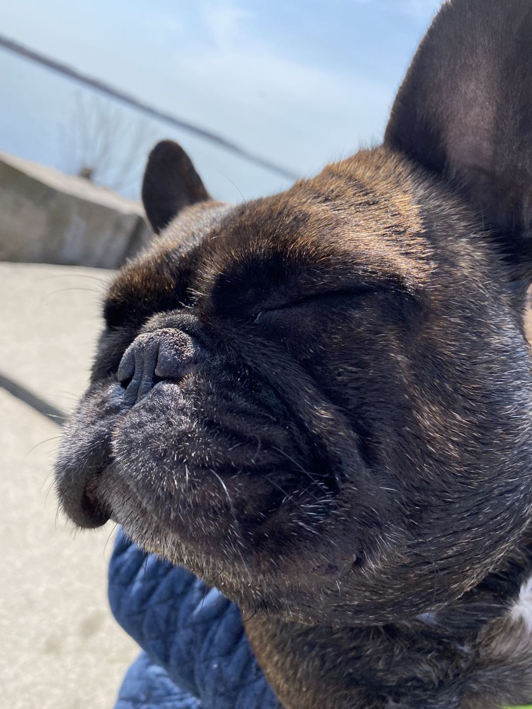 SandeeZ profile