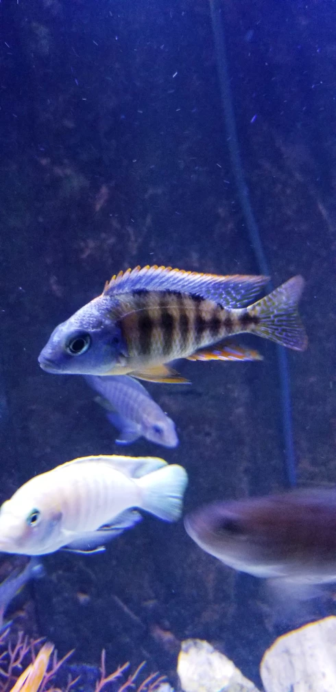 Muhammad profile