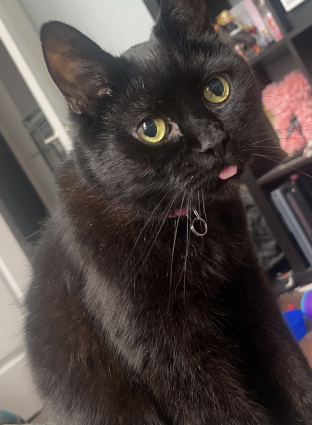 Francesco profile