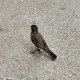 Young profile