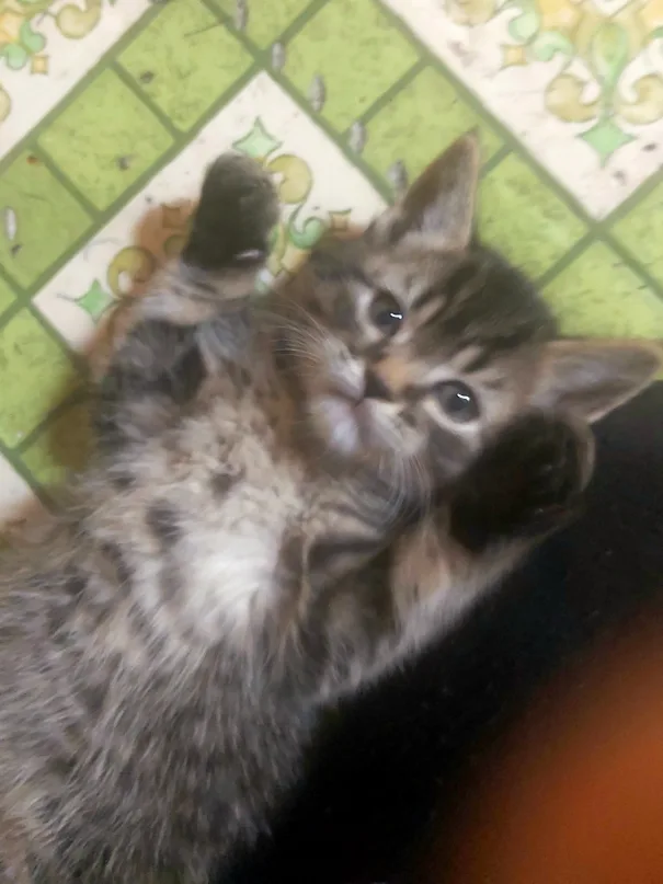 Ashton Bouvier profile