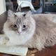 Gale profile