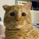 Wilbur profile