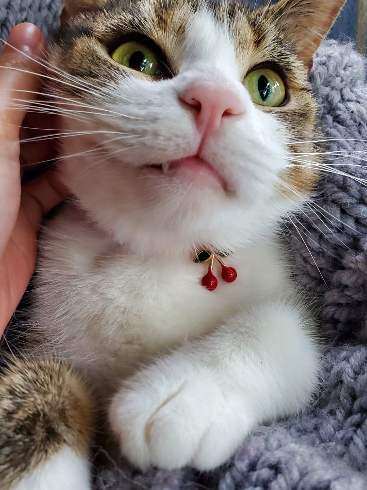 neesy profile
