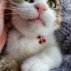 neesy profile