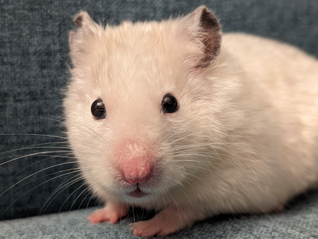 Fatbean profile
