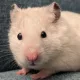 Fatbean profile