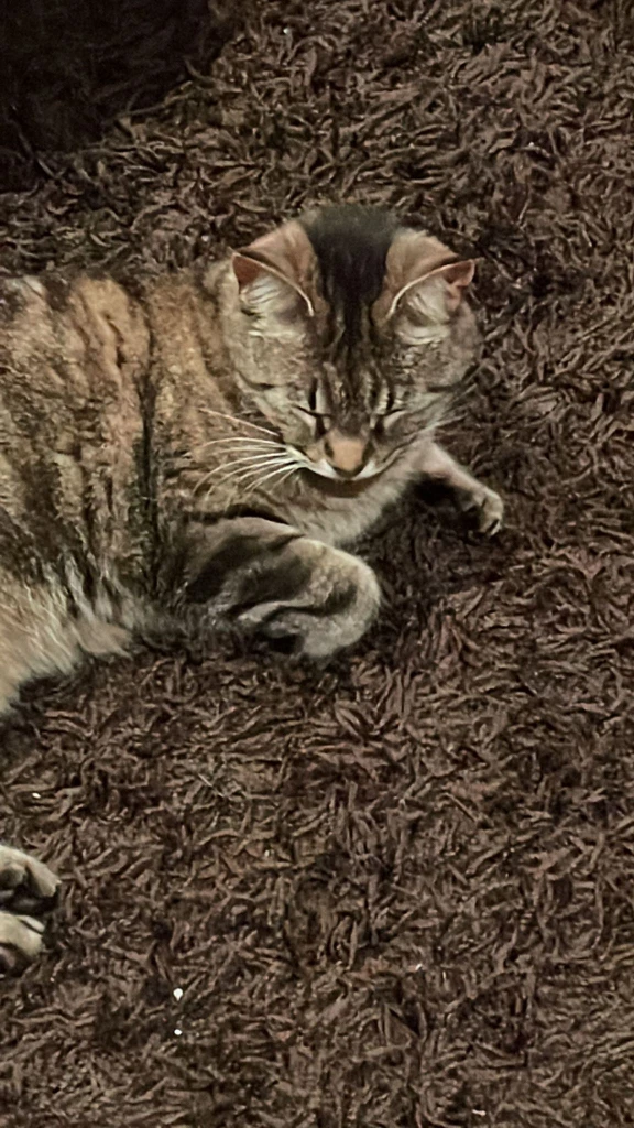 Tammy profile