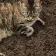 Tammy profile